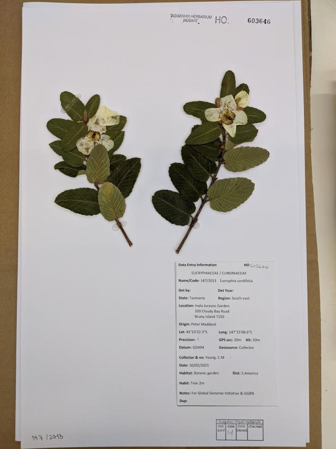 Eucryphia cordifolia S America